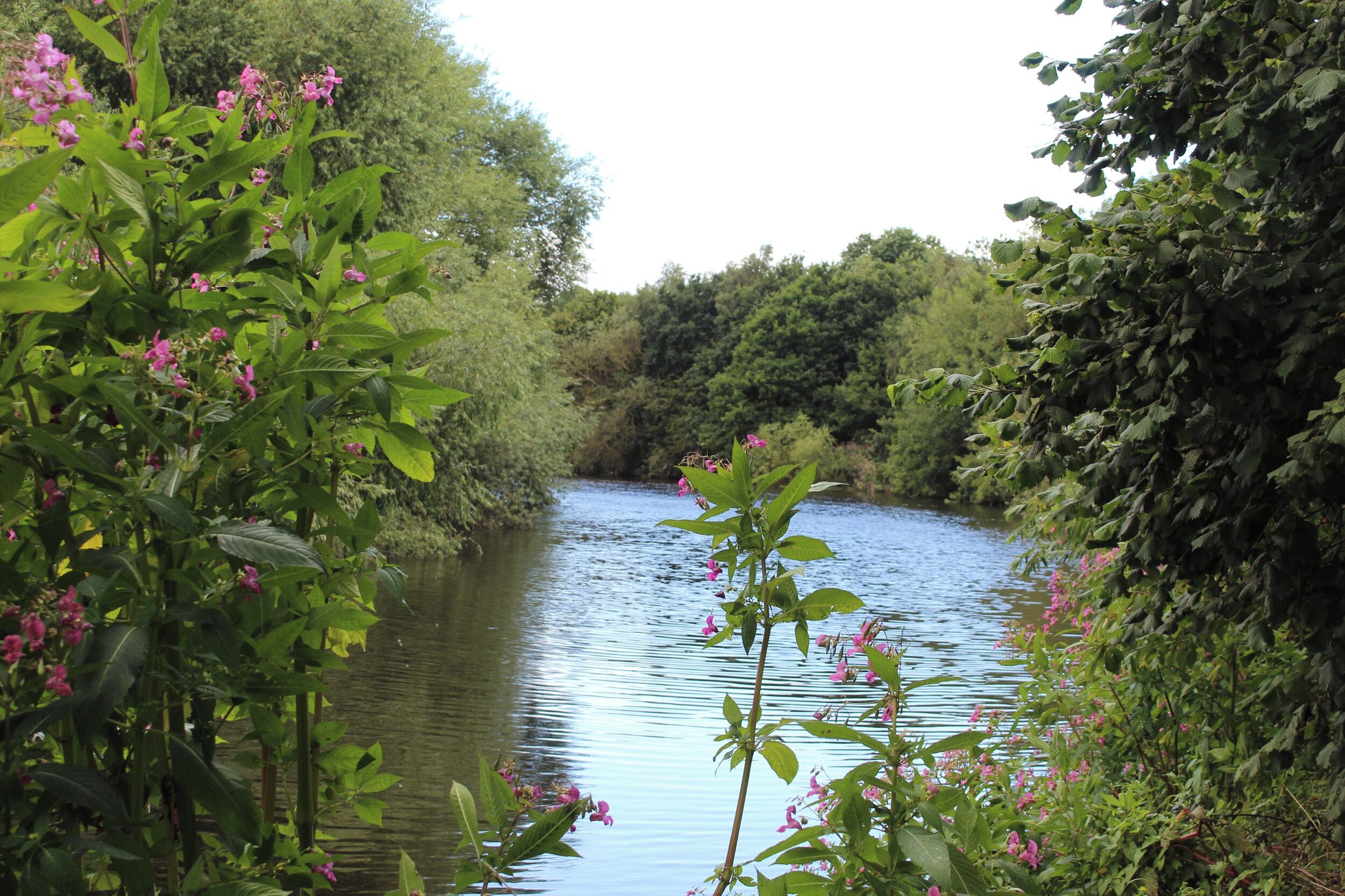 A river surrounded by lush greenery and pink flowers.