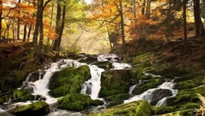 Une zone boisée avec une cascade et des rochers couverts de mousse.