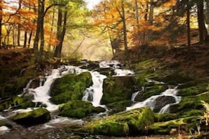 Uma área arborizada com uma cachoeira e rochas cobertas de musgo.