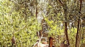 Un escalier en pierre mène à une terrasse en bois, elle-même entourée d’une végétation luxuriante et de plantes en pot.