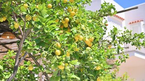 A lemon tree with ripe fruit in a garden setting. - B&B La Rosa (Ischia)