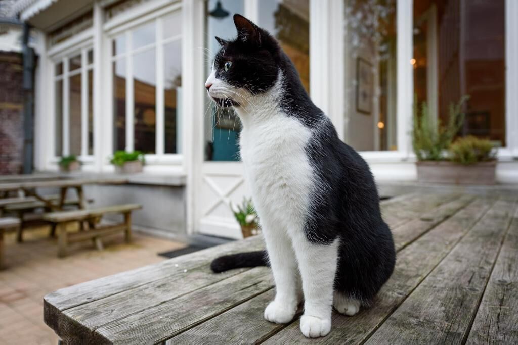 A black and white cat sitting on a wooden bench outside a building with large windows and a white door.