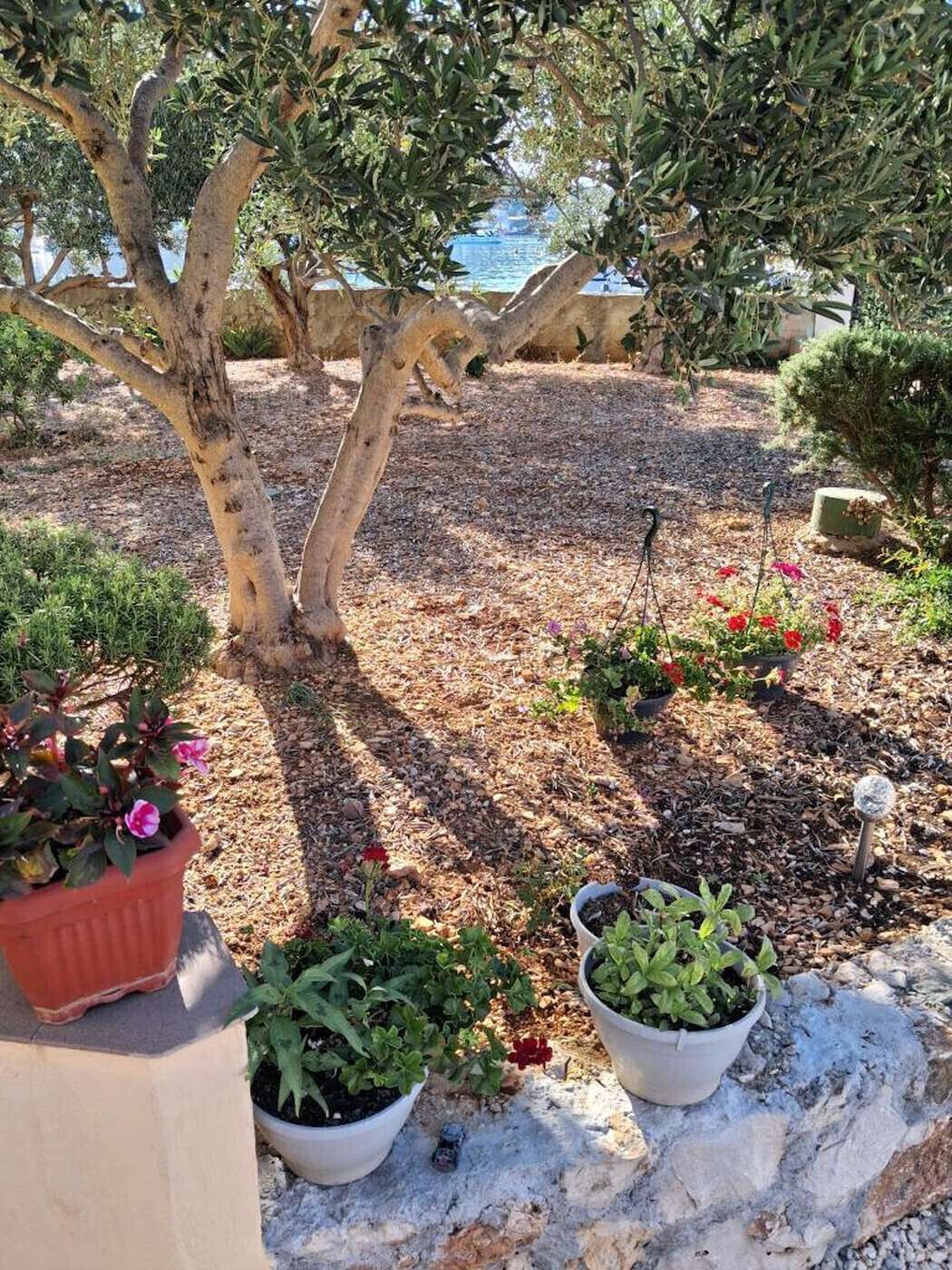 Un jardin avec des plantes en pot et un arbre.