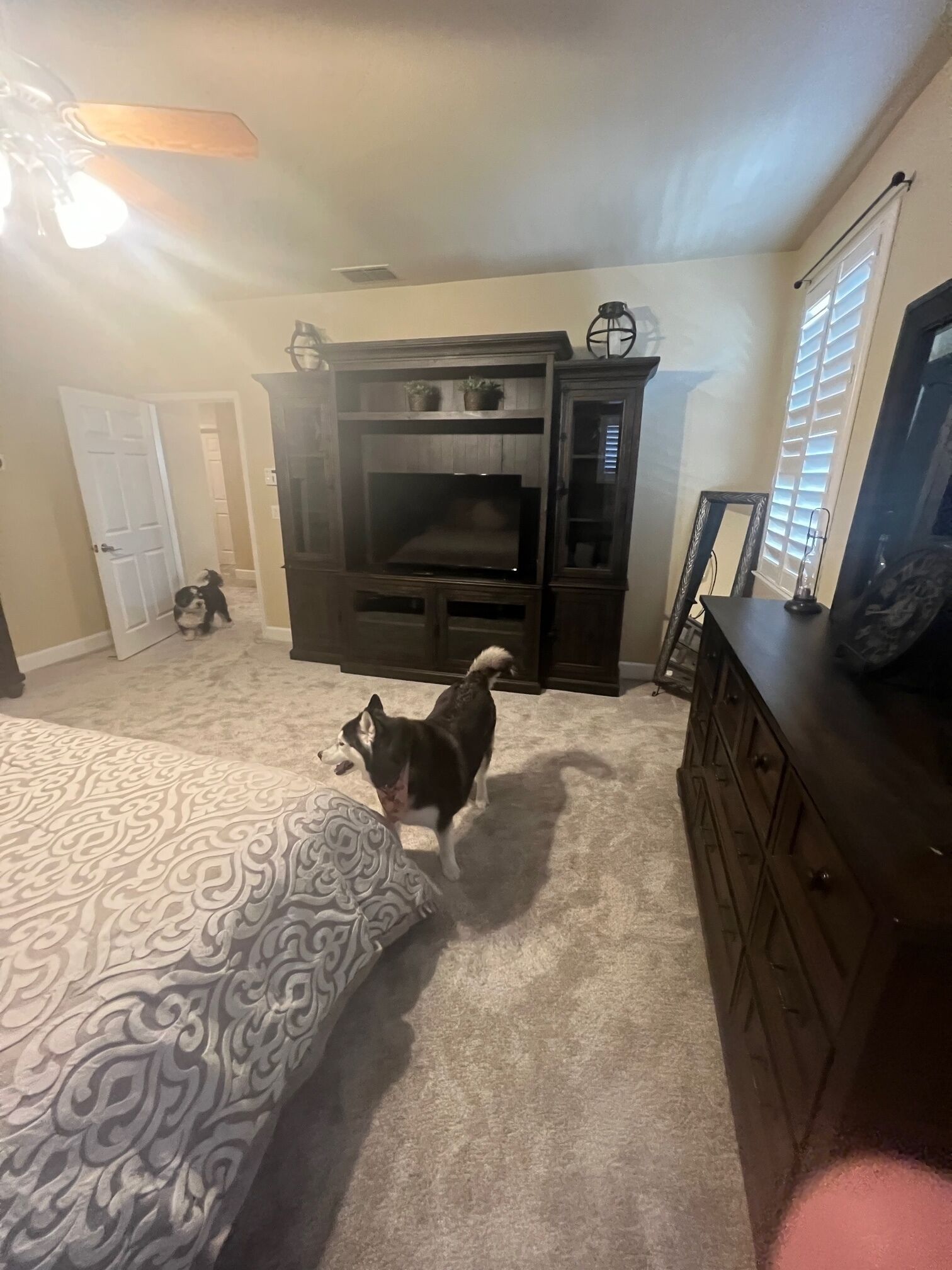 Une chambre avec un grand lit, un meuble de rangement en bois foncé pour la télévision et un chien sur le tapis.