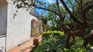 Um pátio com um edifício branco, um caminho de tijolos e vegetação exuberante, incluindo uma grande árvore e diversas plantas.