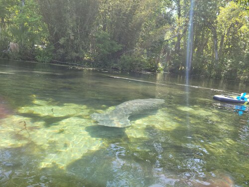 Deep water canal with direct access to the Homosassa River. Scalloping heaven.