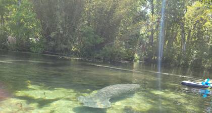 Deep water canal with direct access to the Homosassa River. Scalloping heaven.