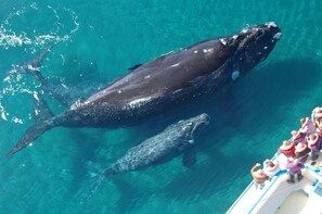 A large whale swimming near a boat with people observing. - Penthouse w Jacuzzi and Ocean View Puerto Bahia (Samaná)