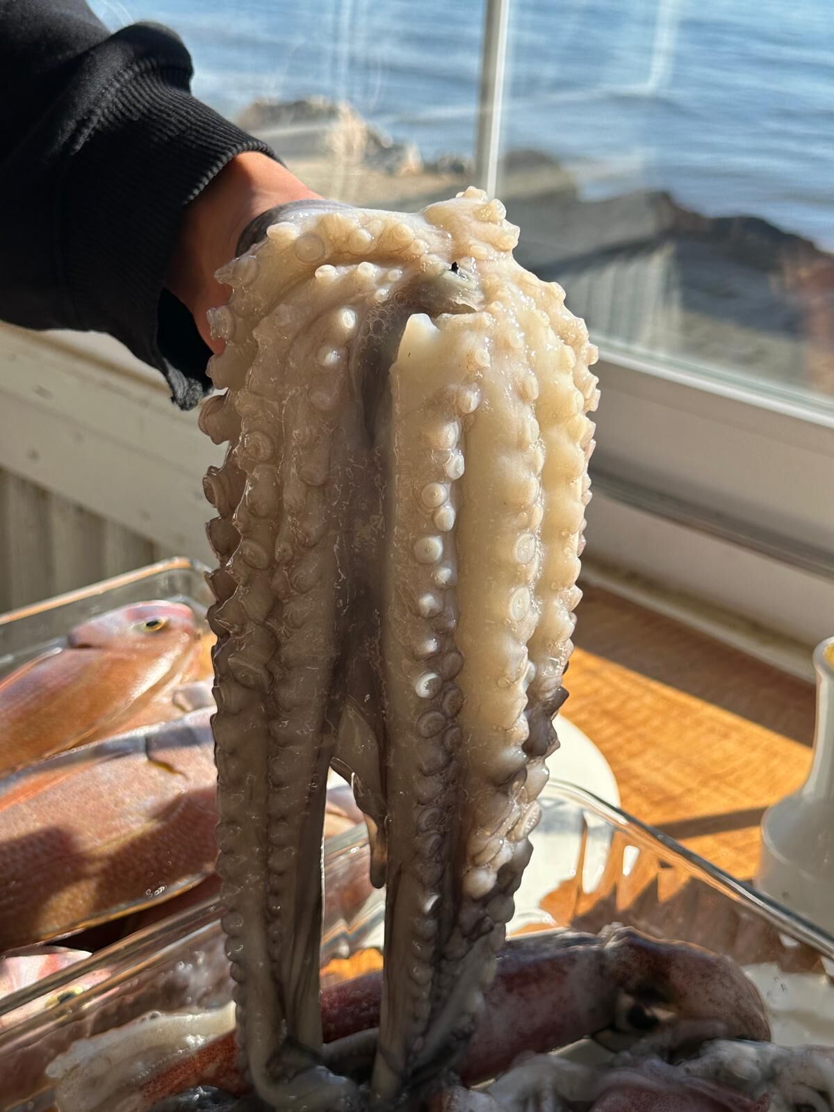 A close-up of a person's hand holding a large octopus tentacle.