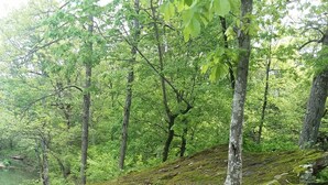 Zona boscosa amb una roca coberta de molsa i un arbre.
