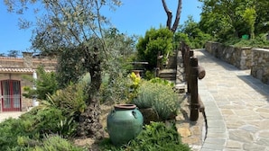 A stone pathway leading through a garden with various plants and a large green pot.