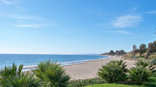 Une plage avec un ciel dégagé, une mer calme et une végétation luxuriante au premier plan.