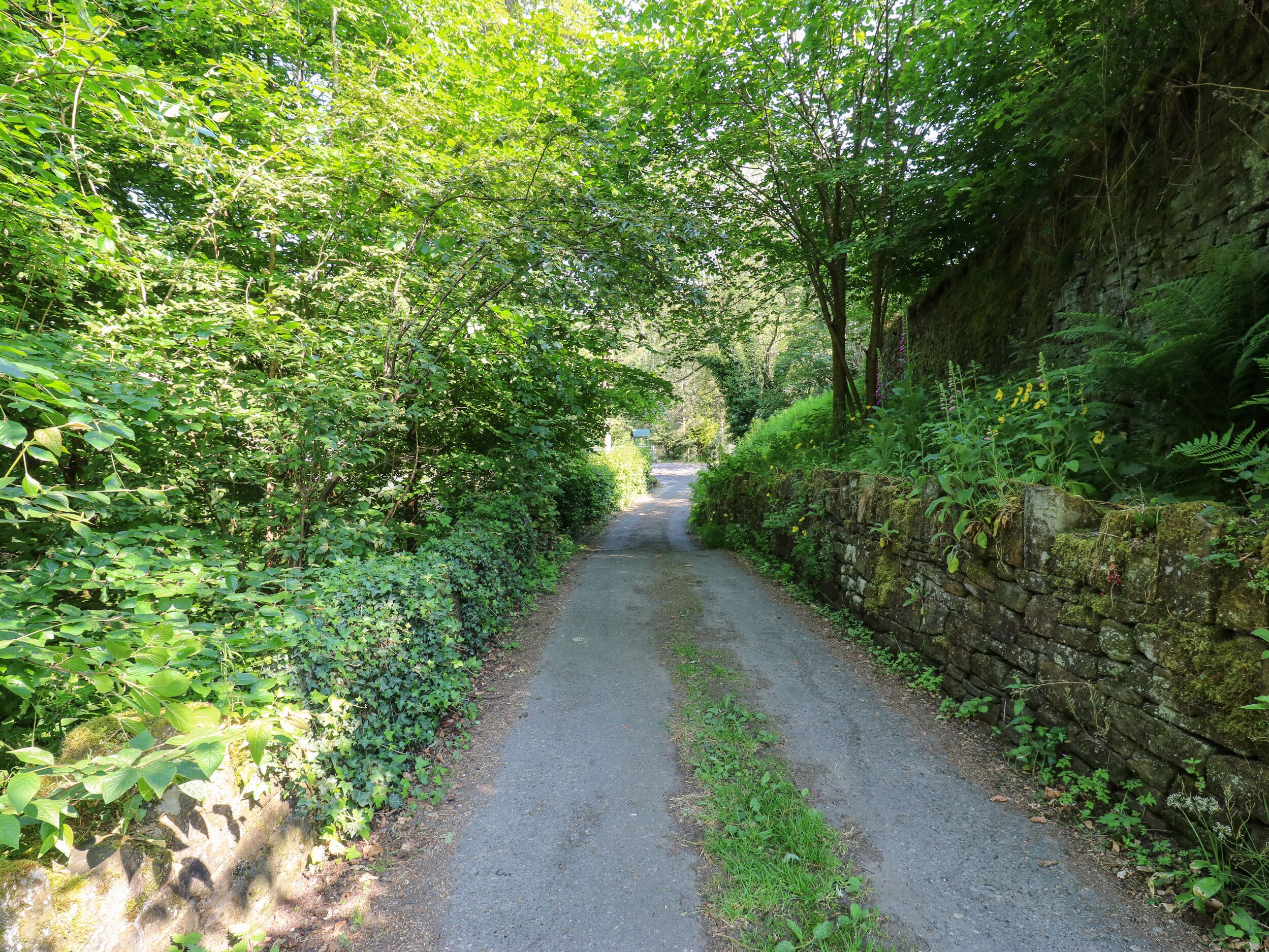 Une route étroite, bordée d’arbres, avec un feuillage dense d’un côté et un mur de pierre de l’autre.