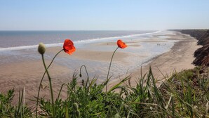 Une plage avec trois fleurs rouges au premier plan, une rive sablonneuse et l’océan en arrière-plan.
