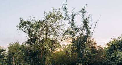 Ayurvie Sigiriya - Ayurvedic Retreat