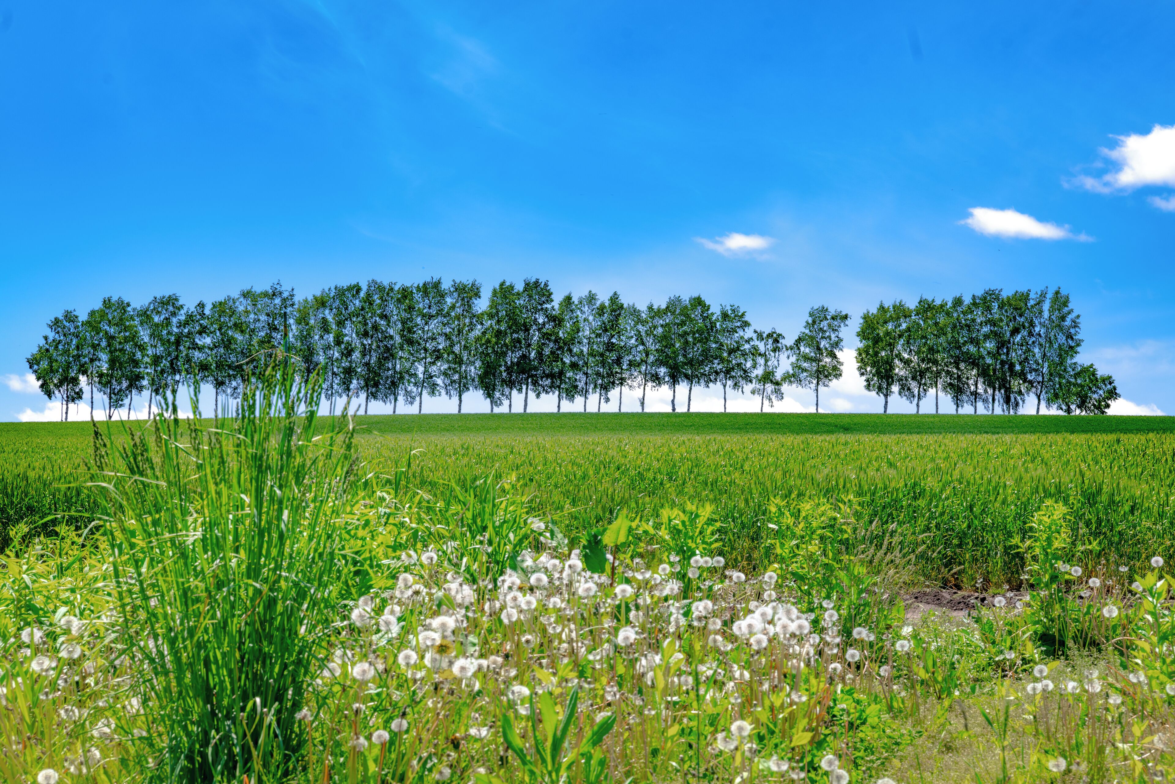 A field with trees in the background and dandelions in the foreground.