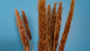 A vase with dried grass stalks against a blue background. - Bohème Historic | City | 100m2 | Netflix (Landshut)