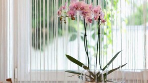 A dining table set with plates, glasses, and a vase with pink orchids.