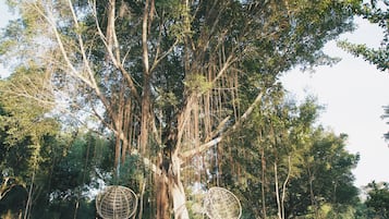 Un árbol grande con dos estructuras esféricas colgantes.
