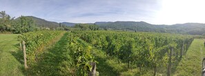 Vineyard - Le Acacie (Torreano)