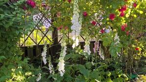 Ein Garten mit verschiedenen Pflanzen und Blumen, darunter Rosen und einer hängenden weißen Blütenstruktur.