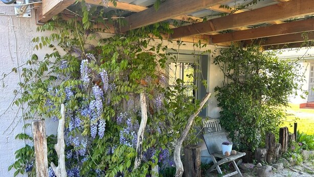 A covered outdoor area with a wooden pergola, climbing plants, and a rustic bench. - Anklam Stolpe near Anklam (Stolpe an der Peene)