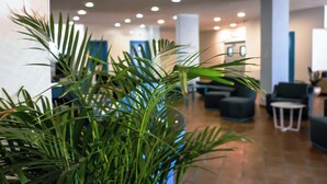 En moderne hotellobby med et centralt siddeområde, en receptionsdisk og en stor potteplante i forgrunden.