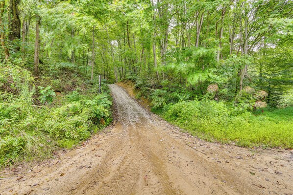 A forested dirt road surrounded by dense green foliage.