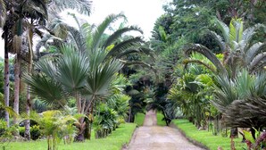 Un sentier bordé d’une végétation luxuriante et de palmiers, qui mène à une forêt dense.