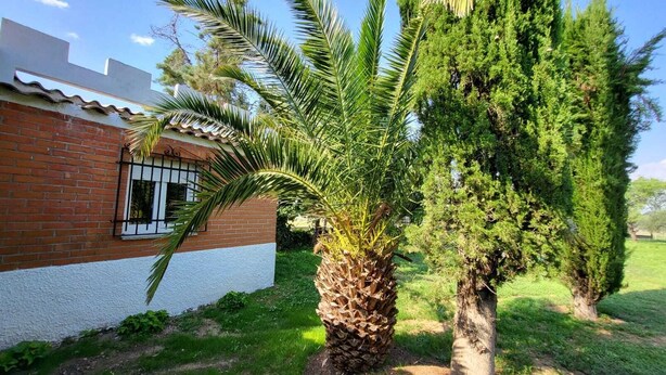 A brick house with a white exterior, a palm tree, and a coniferous tree in the yard. - Hostal San Martin de Montalbán (San Martin de Montalban)