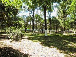 Um parque com árvores e grama.