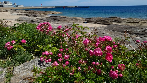 A coastal landscape with pink flowers in the foreground, a rocky shoreline, and a clear blue sky.