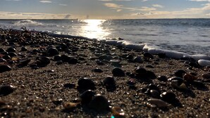 A beach with pebbles and shells, calm water, and a clear sky. - 6 persons - 2 badkamers (Ouddorp)