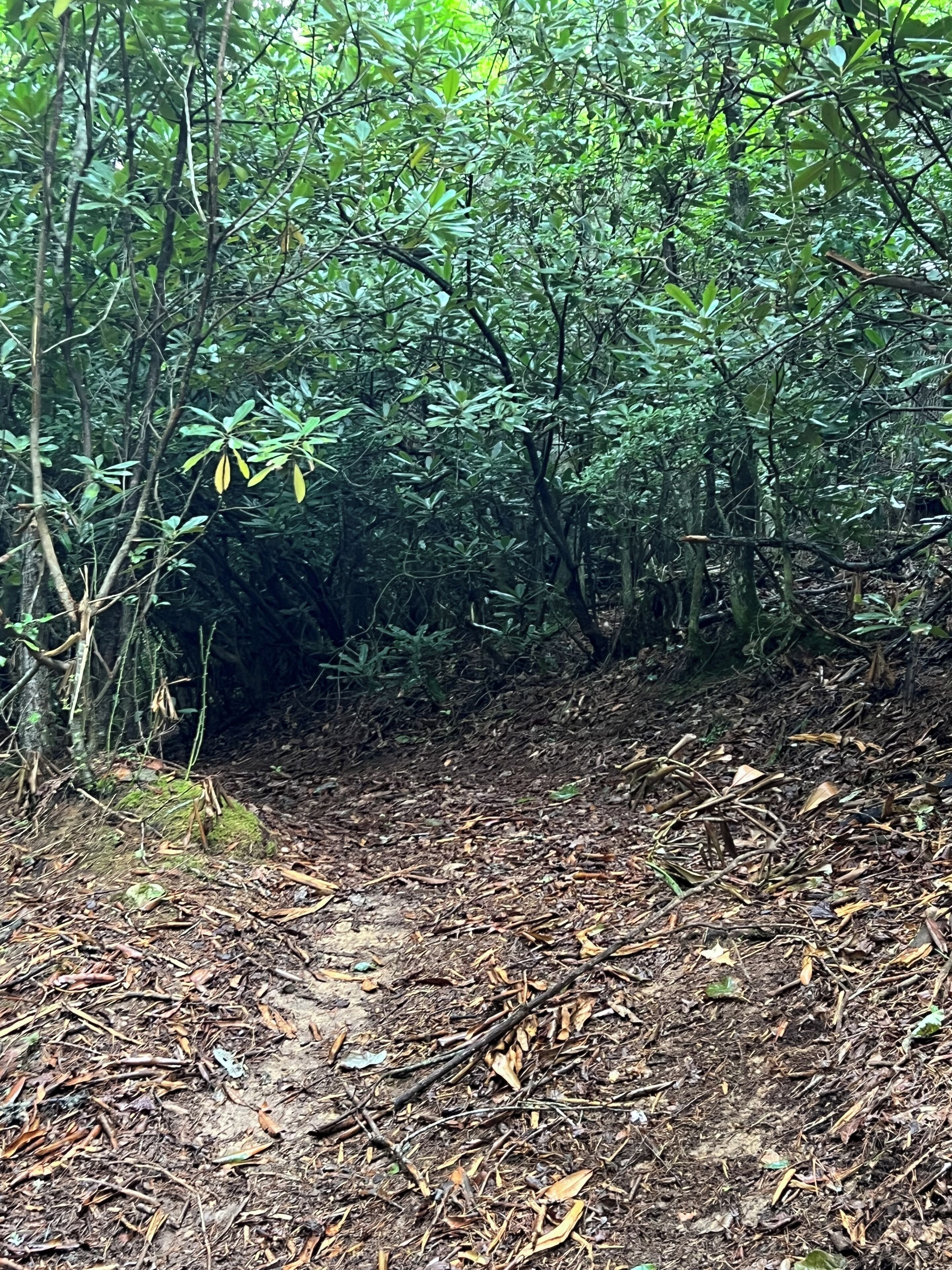 A forested path with dense foliage and a ground covered in dry leaves and twigs.