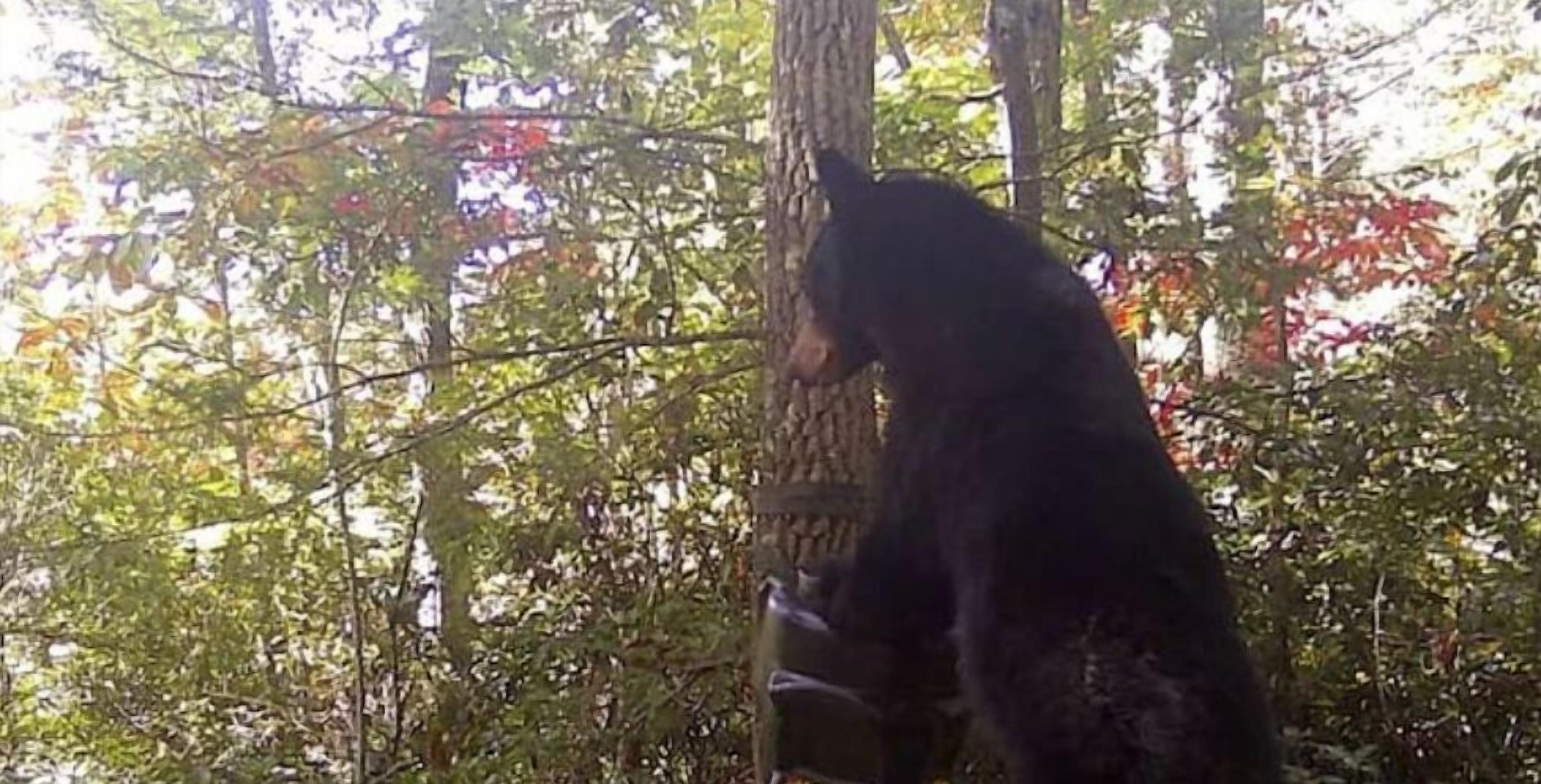 A bear in a wooded area.