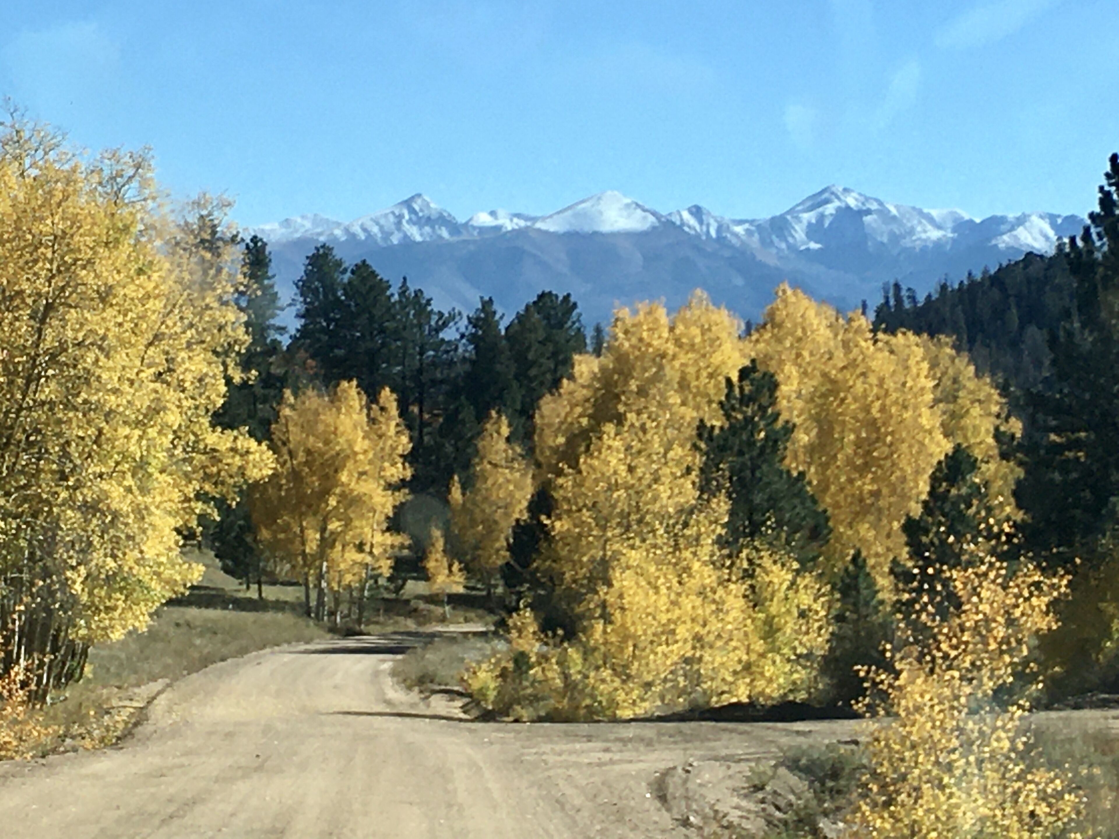 A dirt road leading through a forest with autumn-colored trees and snow-capped mountains in the background.