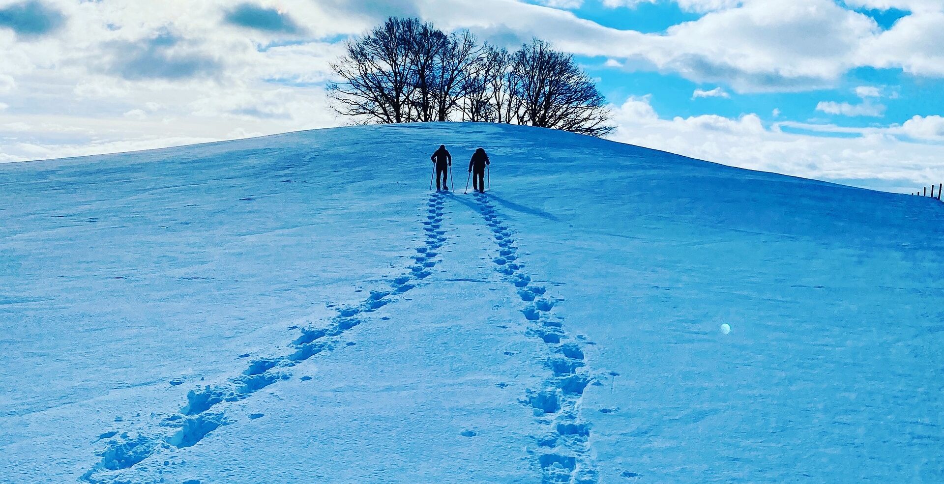 Uma encosta coberta de neve com duas pegadas que sobem até uma árvore.