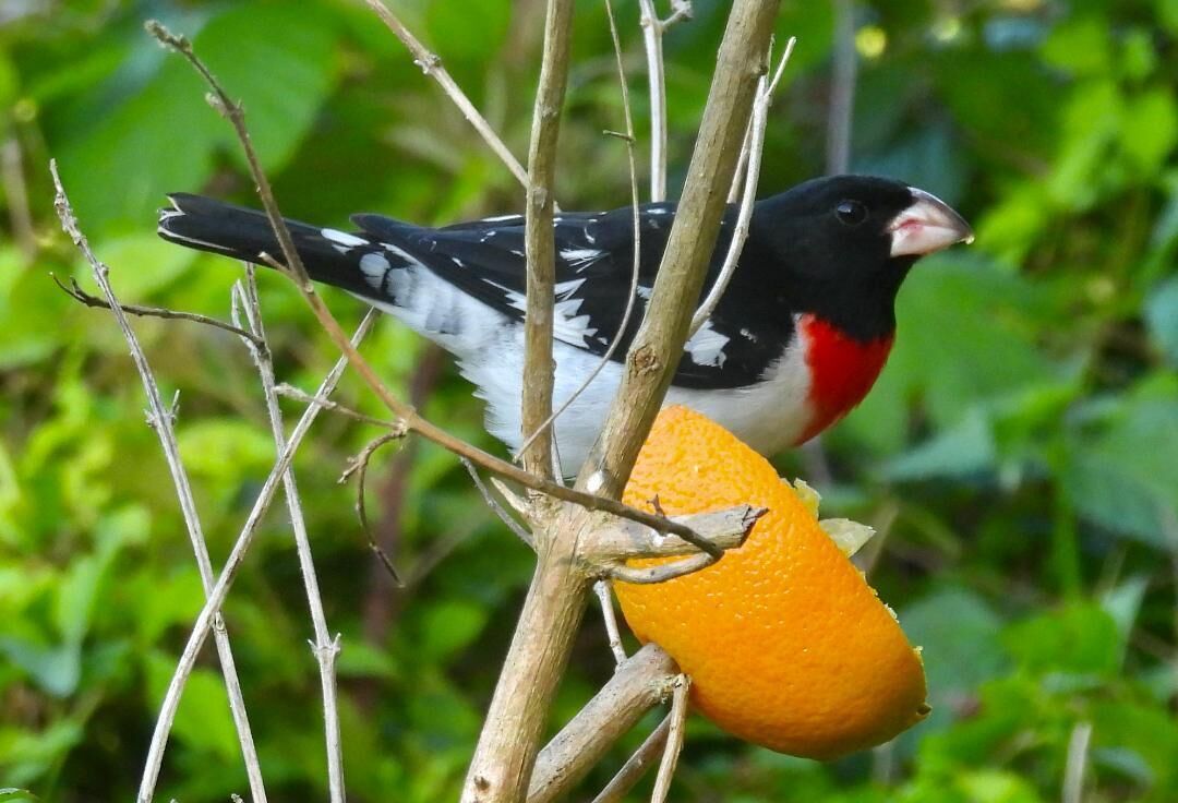 Un pájaro posado en una rama sosteniendo una naranja.