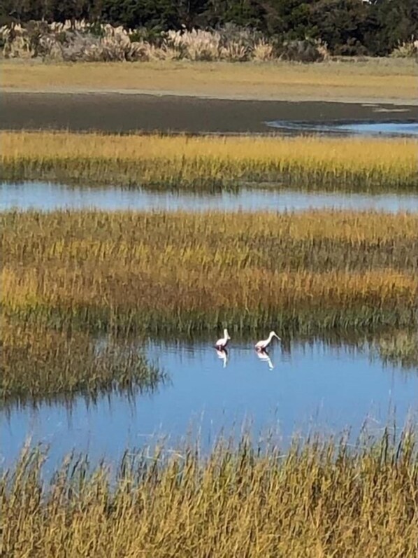 A calm water body with reeds and two birds.