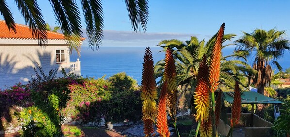 Property grounds - Cozy Family Retreat in Tenerife (El Sauzal)