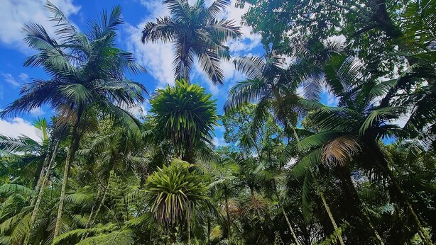 Uma floresta tropical densa com palmeiras altas e samambaias.
