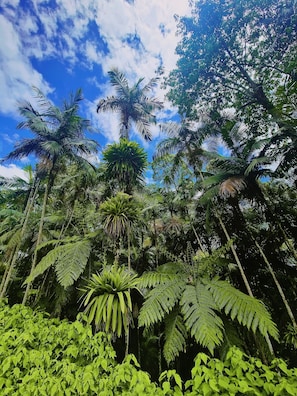 Un denso bosque tropical con altas palmeras y helechos.