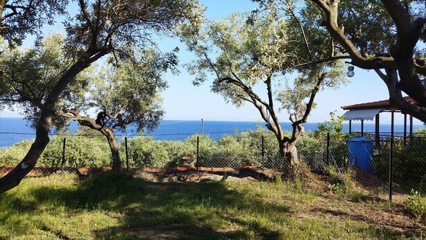 Paisatge costaner amb arbres, una tanca i vista al mar.
