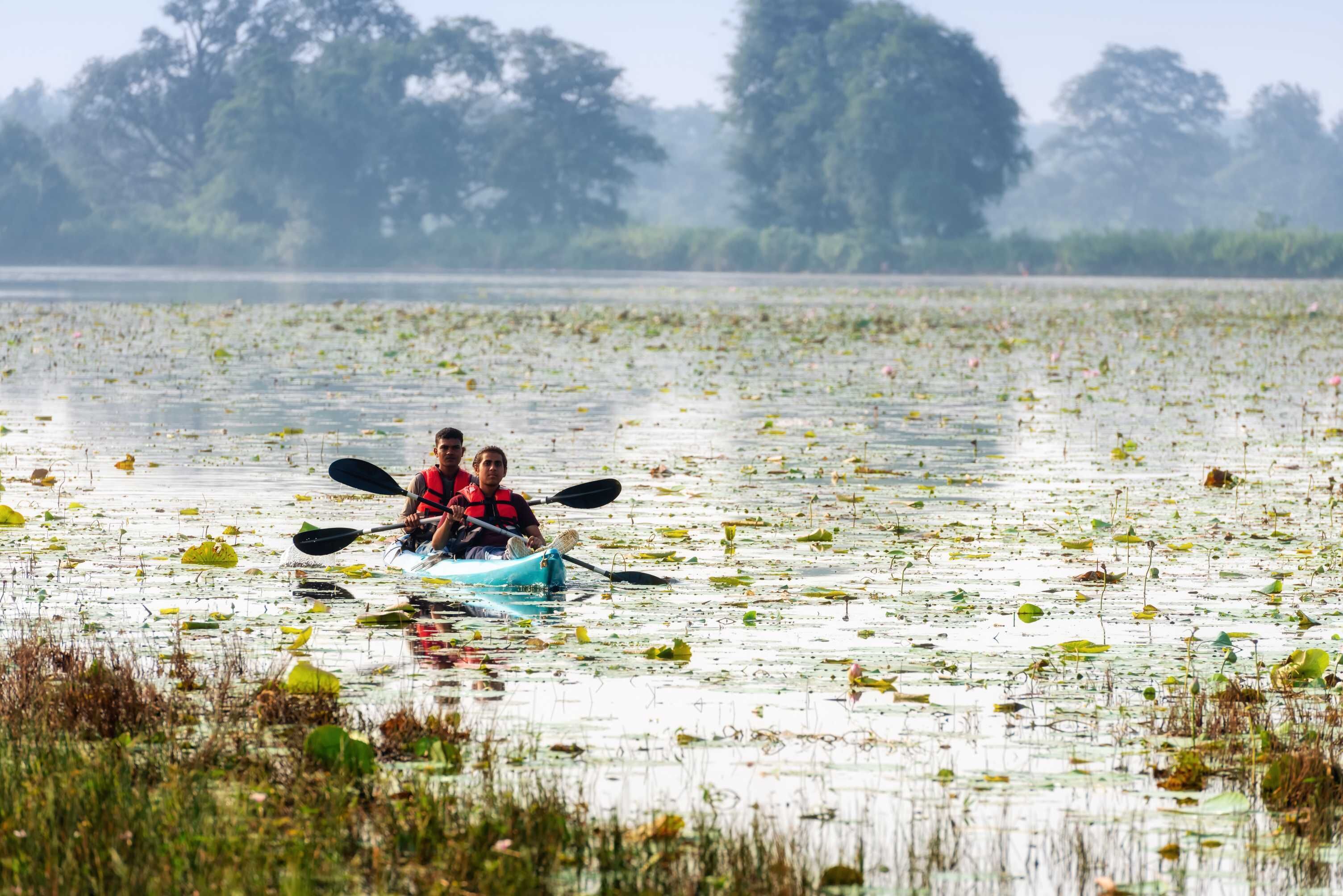Two people kayaking on a calm lake surrounded by dense vegetation.
