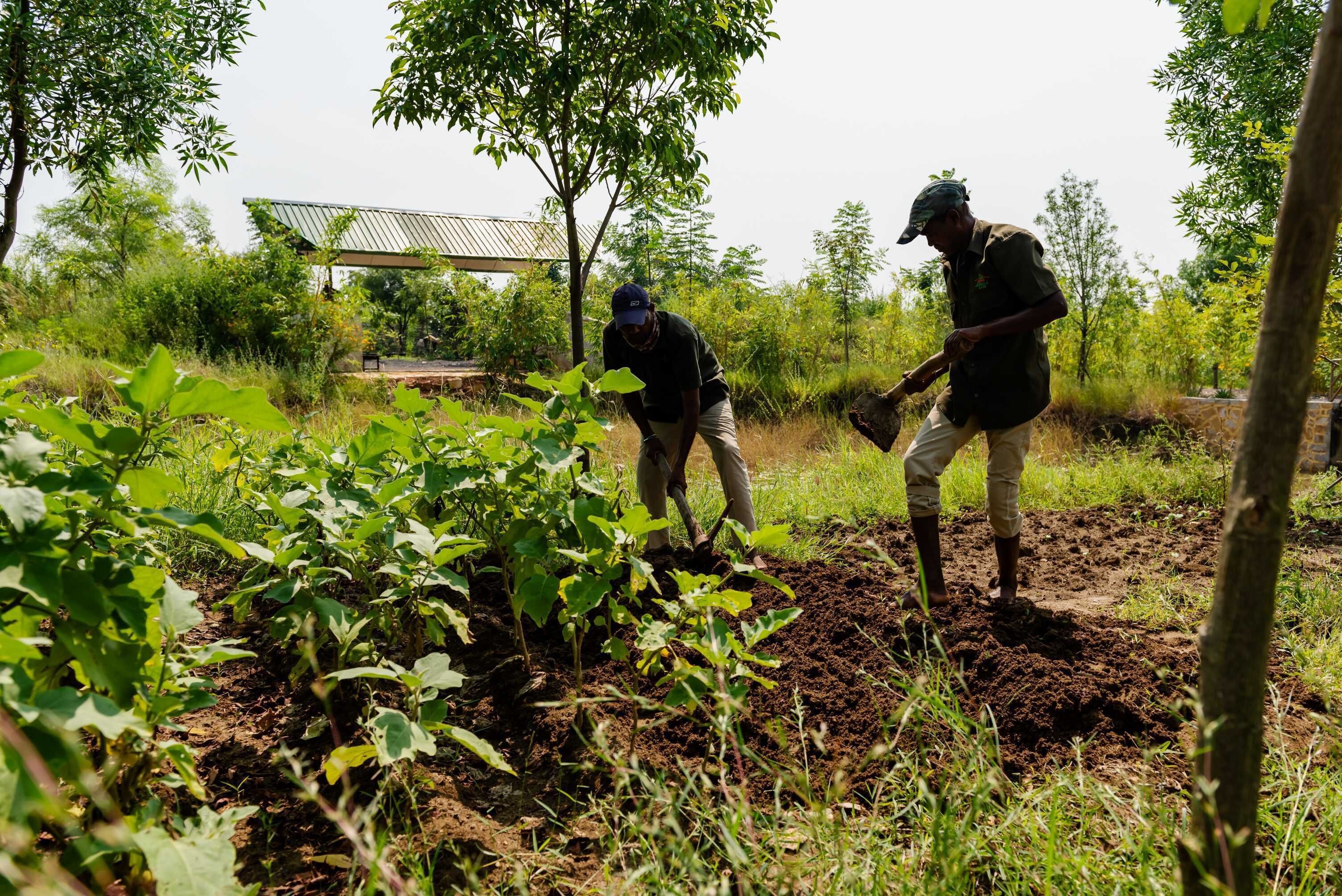 Two individuals working in a garden with plants and a metal structure in the background.