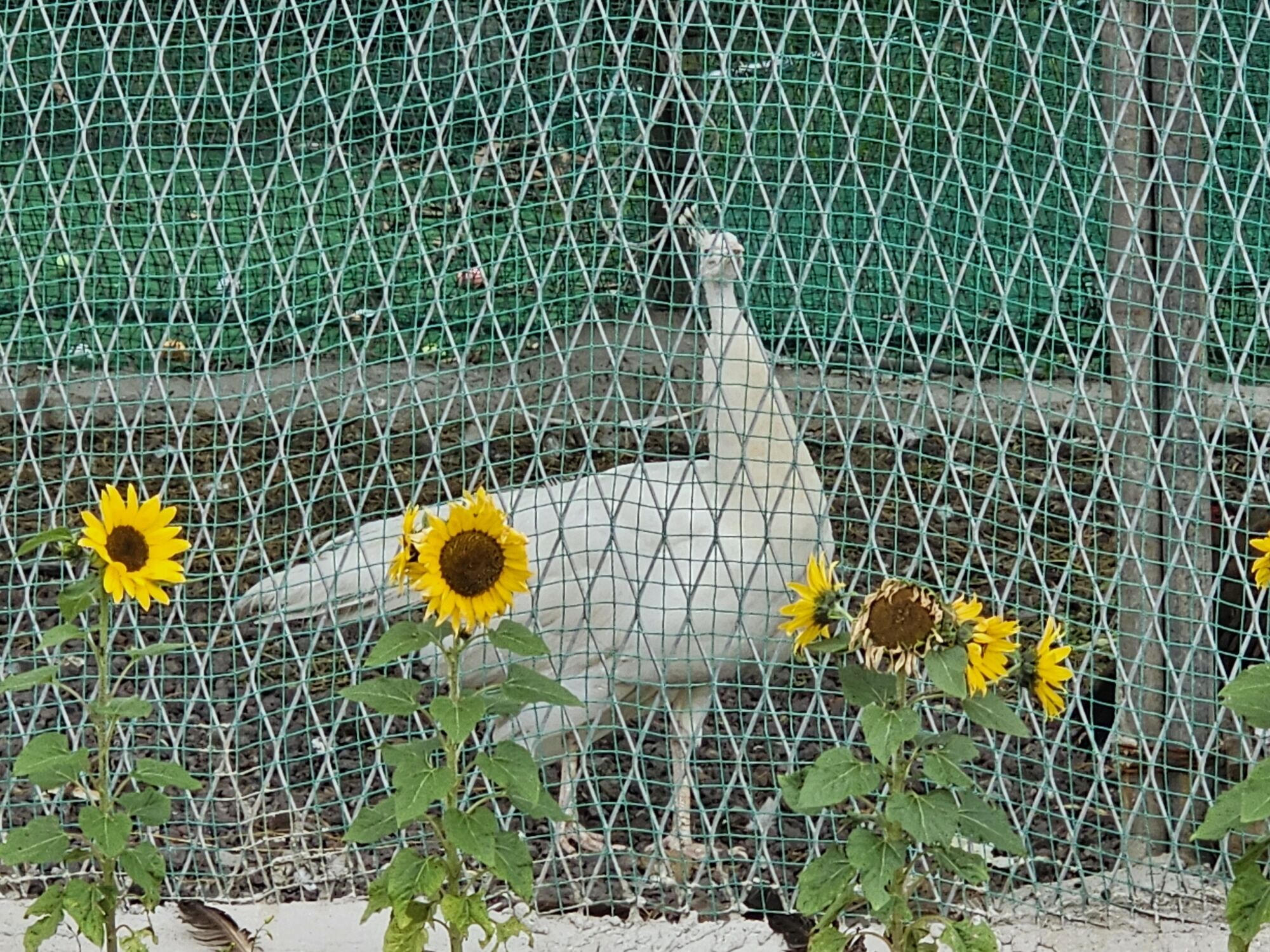 Ein Vogel in einem Drahtgehege mit Sonnenblumen im Vordergrund.