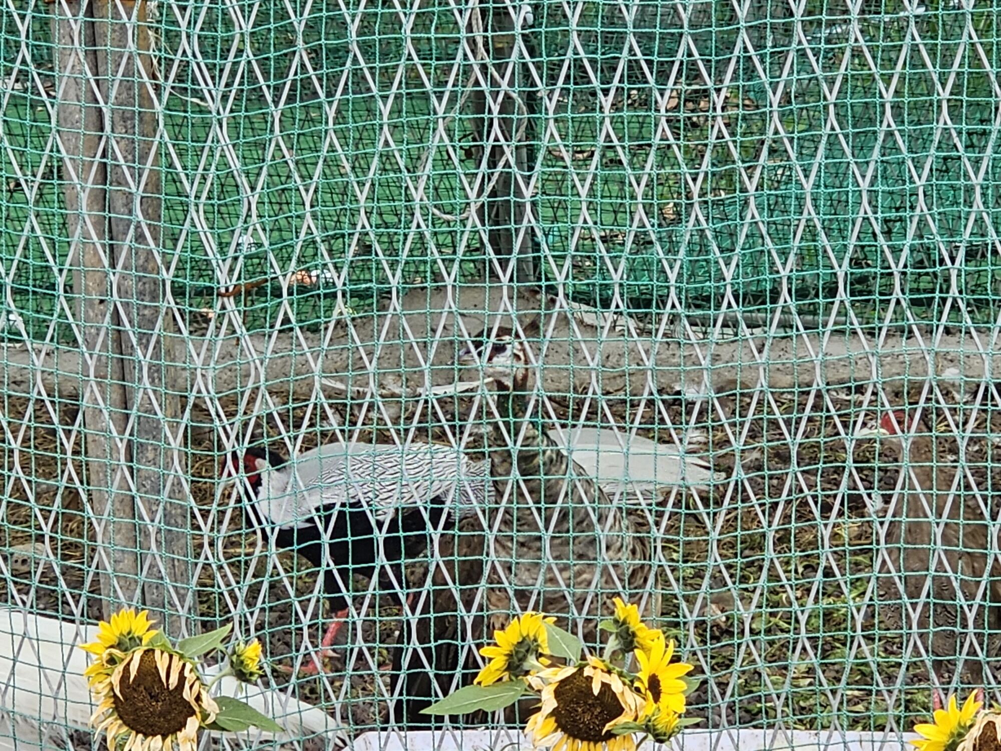 A birdcage with a mesh fence, a sunflower, and a tree trunk.
