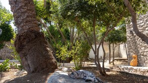 A cat lying on a rock in a garden with trees and a stone wall.