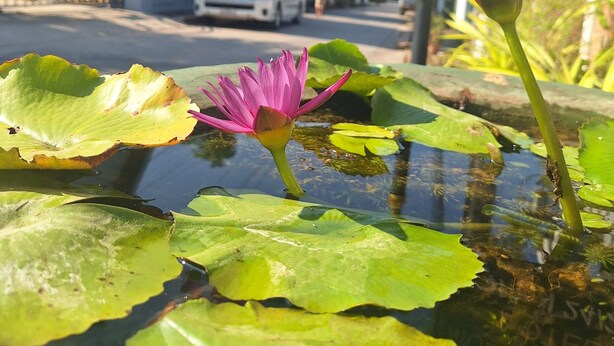 A lotus flower in water with a building and a sign in the background. - Le KhounSok Boutique Hotel (Luang Prabang)