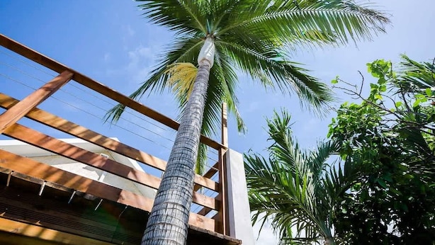 Una palmera alta con una estructura de balcón de madera.